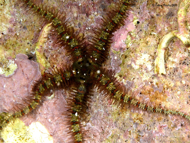 Ophiothrix fragilis (Abildgaard, in O.F. Mller, 1789)